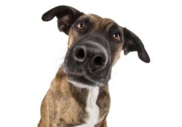 9 Amazing Facts About Dogs That Will Blow Your Mind