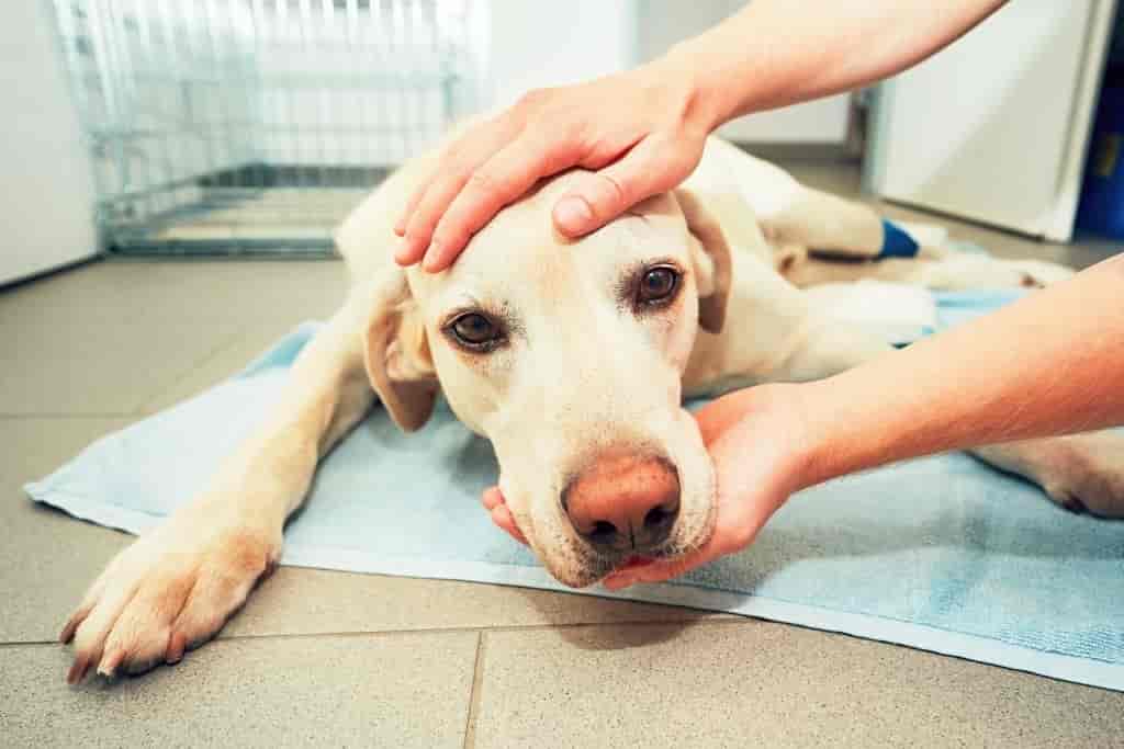 10 Harmful Things You Should Never Do To Your Dog