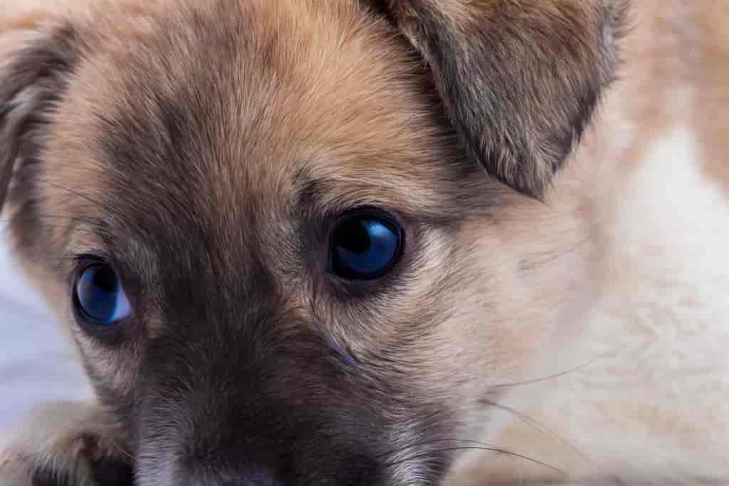 Tearing eyes dog cats pets insurance