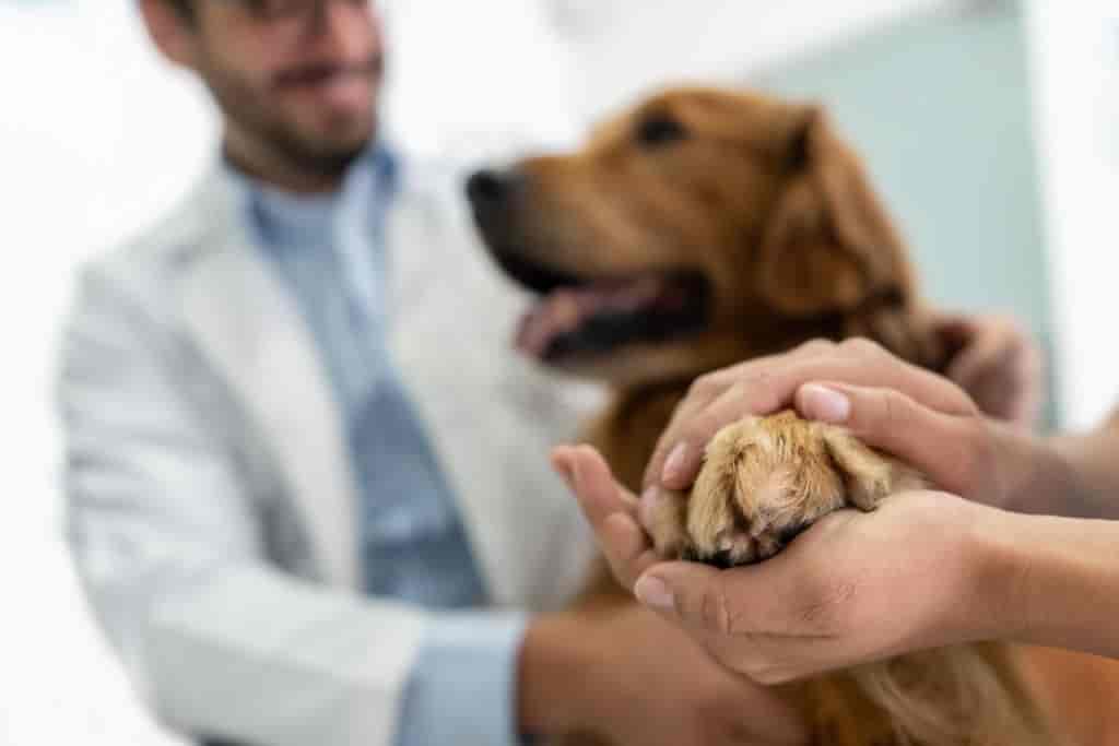 Overgrooming its paws