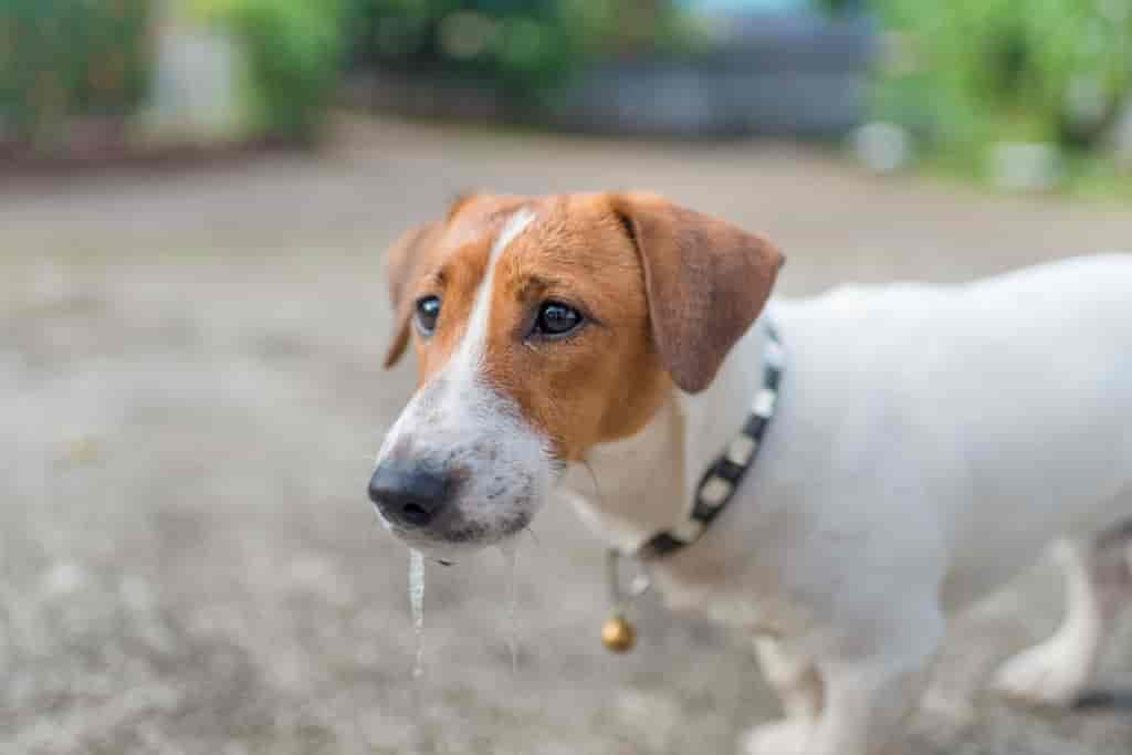 Excessive drooling dog pets