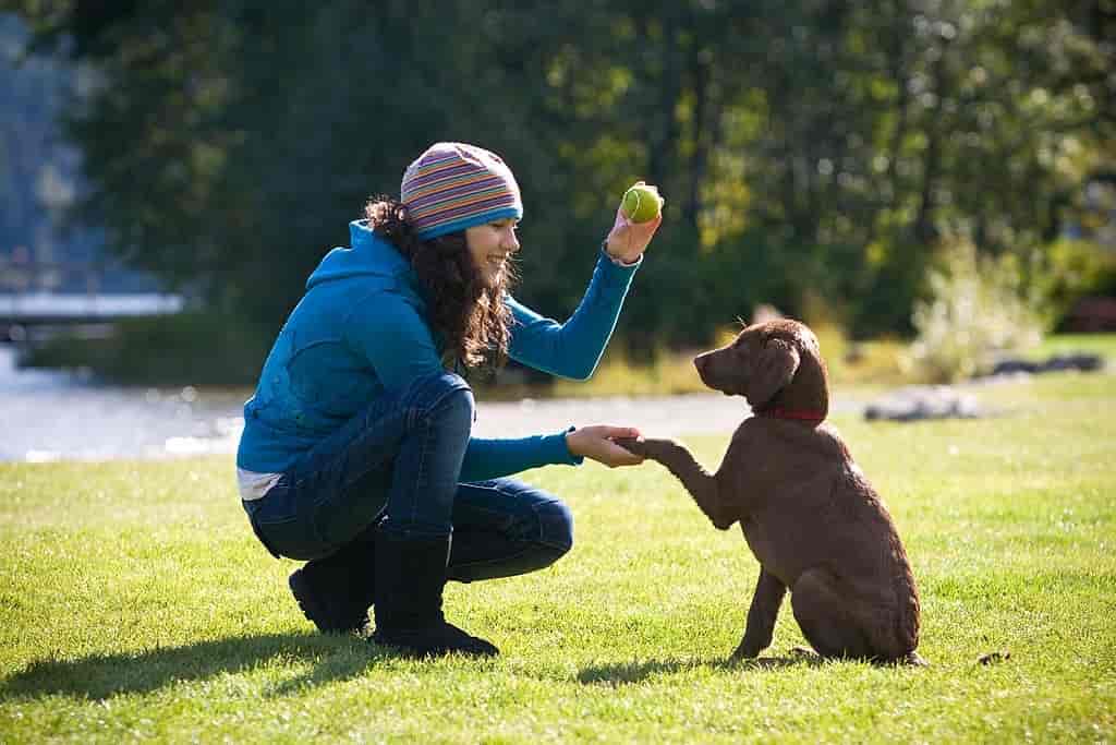 obedience dog training
