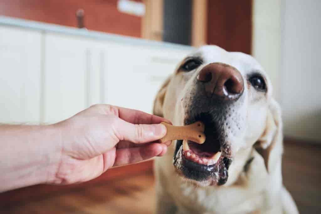 best dog treats online