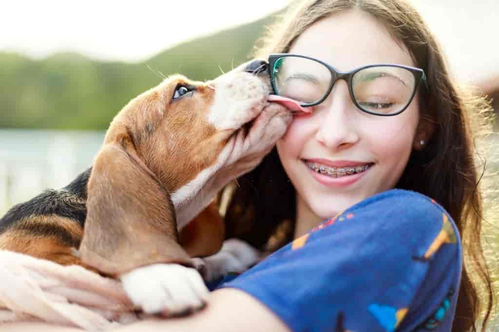 dog treats training