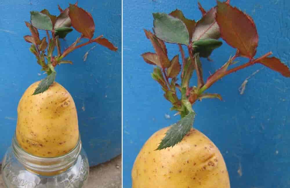 Potato Rose Bushes