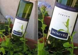 Wine Bottle Plant Waterer