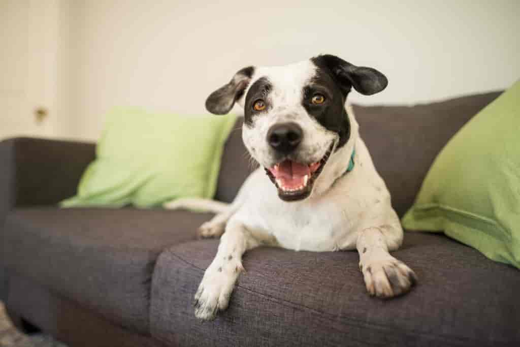 dog Lifting and wiggling eyebrows