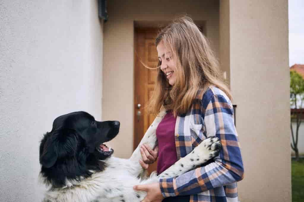 cute dog harness