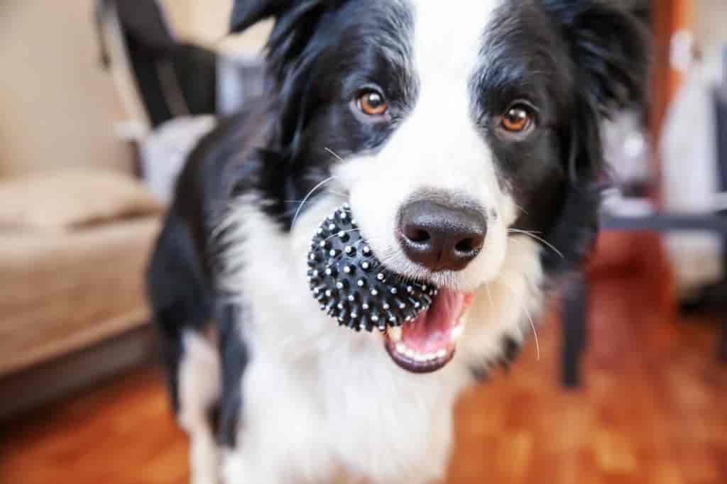 dry shampoo for dogs