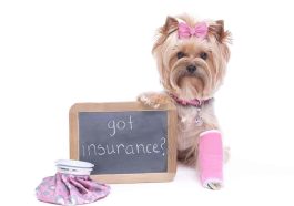 8 Tips for Choosing Pet Health Insurance