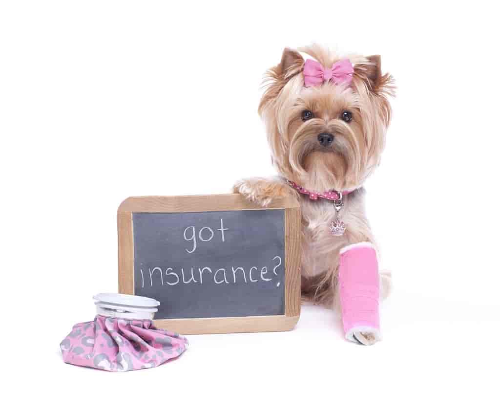8 Tips for Choosing Pet Health Insurance
