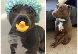 23 Pawesome Hacks Every Dog Owner Needs To Know23 Pawesome Hacks Every Dog Owner Needs To Know