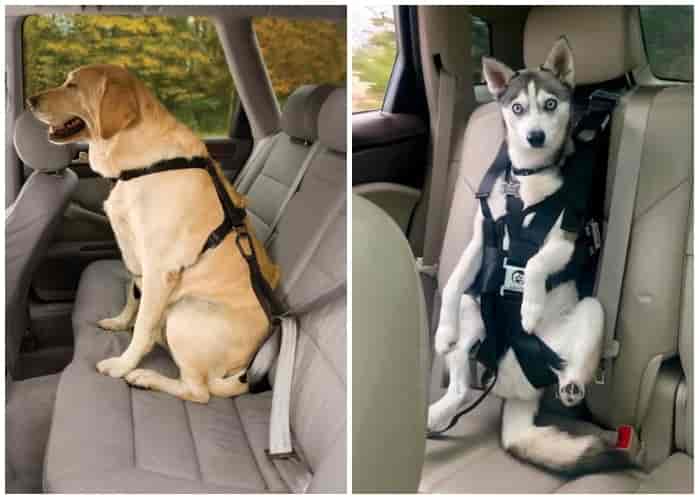 Upgrade Vehicles with Restrainers for Dogs