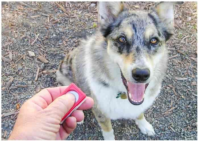 18. Clicker Training Helps Mark Good Behavior