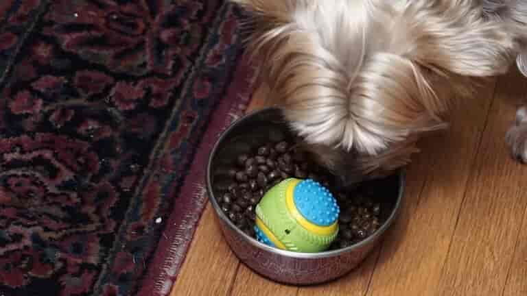 pet Food Dispensing Toy for Fast Eaters