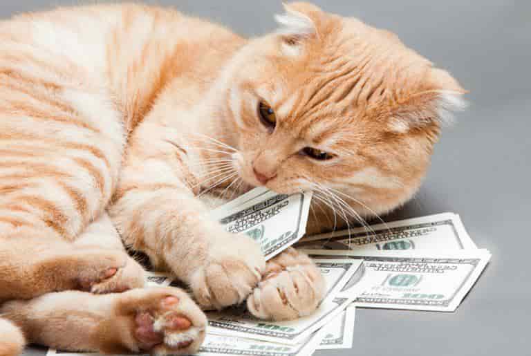 Cats Cost Less Than Dogs