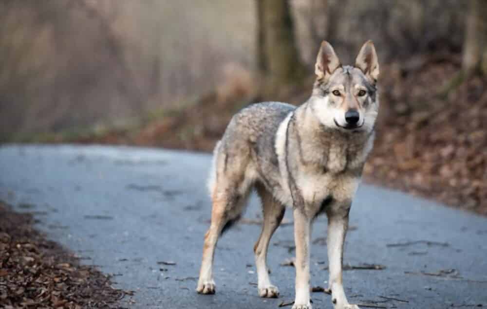 Czechoslovakian Wolfdog