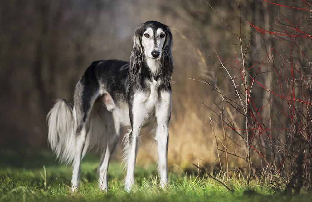 invisible fence for dogs