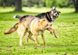 How To Stop A Fight Between Two Dogs