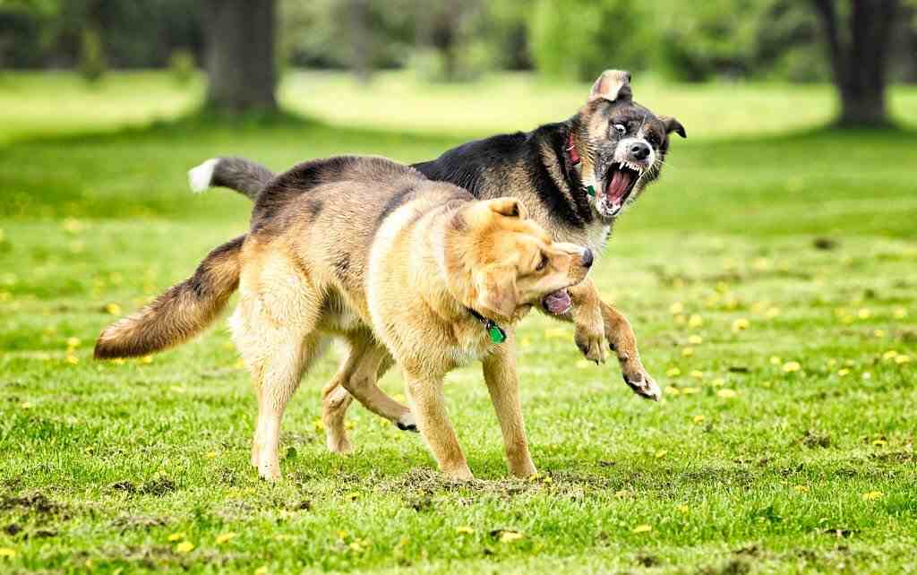 How To Stop A Fight Between Two Dogs