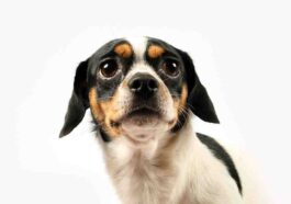 My Dog Is Afraid: Why And What To Do?