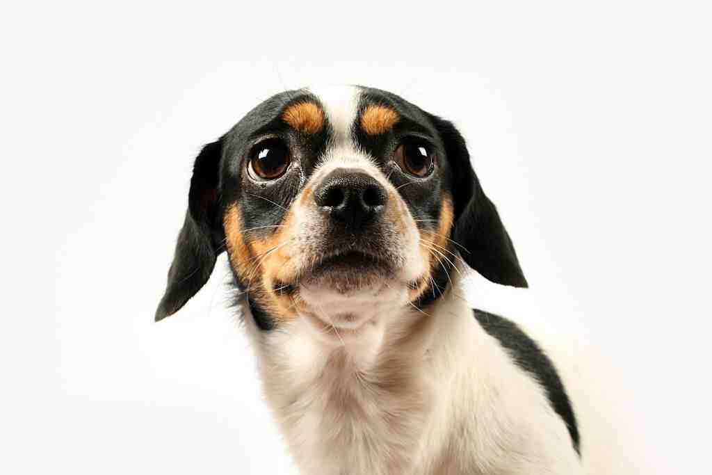 My Dog Is Afraid: Why And What To Do?